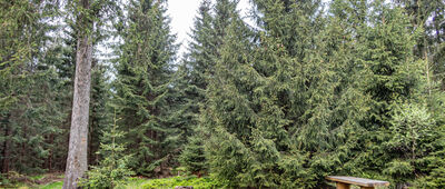 Pod Jagodną ↔ Autostrada Sudecka, rozejście szlaków [Miejsce odpoczynku przy żółtym szlaku Rudawska (Płaska Ścieżka)]