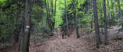 Cubla Góra ↔ Podkamień [Beski Wyspowy - z  Pogorzan na Cublą Górę]