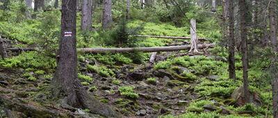 Pod Wolarzem