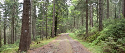 Wolarz ↔ Droga pod Rynkiem