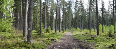 Obejście Fortu Fryderyka ↔ Kamienna Góra, taras widokowy