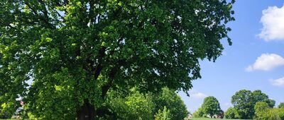 Działyń ↔ Wola Tulnicka