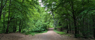 Strážní buk ↔ Pod Libereckou výšinou, rozc.
