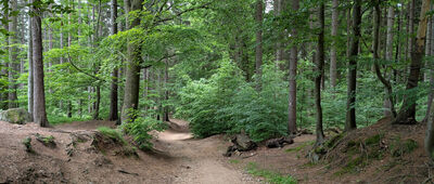 Rudolfov, Česká chalupa ↔ Strážní buk