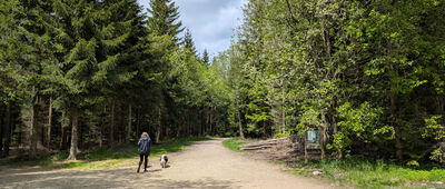 Bedřichovské sedlo, Maliník