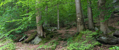 Pod Javorovým vrchem ↔ U Jezdce