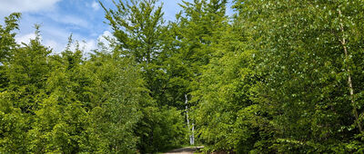 Mariina cesta, rozc.