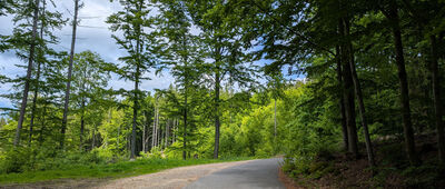 Mariina cesta, rozc. ↔ Strážní buk