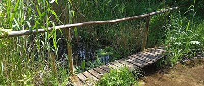 Mniszki ↔ Leśniczówka Papiernia