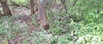 Pomezí, jeskyně ↔ Lipová