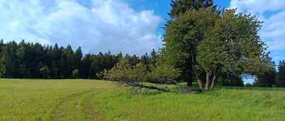 Vrchní Orlice, pomník ↔ Vysoký Kořen