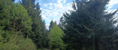 Turistické rozcestí Anenský vrch