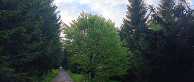 Mezivrší ↔ U Anenského vrchu