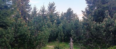 Pěticestí, rozc. ↔ Rozejście szlaków