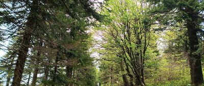 Vrchmezí rozc. ↔ Polomský kopec