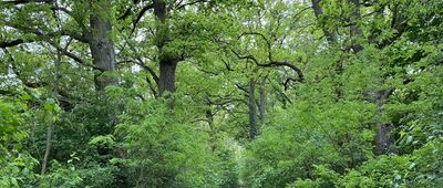 Chocieborowice ↔ Kowalowo