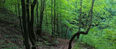 Rozejście szlaku ↔ Rozejście szlaków