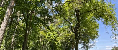 Klonówiec ↔ Gronówko