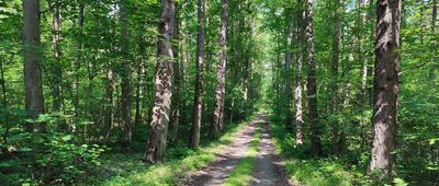 Rozejście szlaków ↔ Zgoda, krzyż