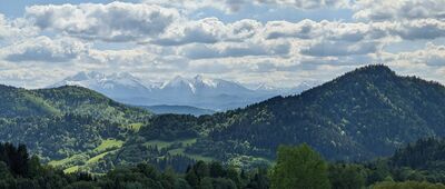 Palenica
