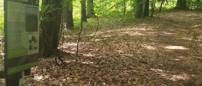 Trzcianka, droga do gajówki