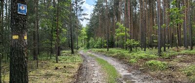 Rozejście szlaków ↔ Osła