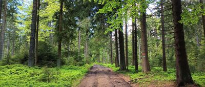 Pod Jelenią Kopą, Rezerwat Nowa Morawa ↔ Przełęcz Płoszczyna