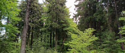 Pod Jelenią Kopą, Rezerwat Nowa Morawa