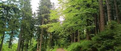 Rezerwat Puszcza Śnieżnej Białki ↔ Schron pod Rudawcem