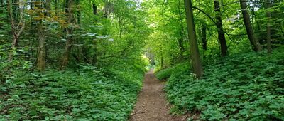 Suchogórski Labirynt Skalny ↔ Rozejście szlaku