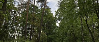 Koczury ↔ Jezierzyce Kościelne