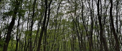 Górsko ↔ Jezioro Krzewce