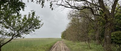 Łupice ↔ Kaszczor, ul. Leśna