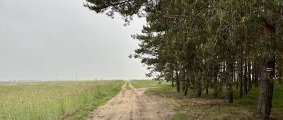 Łupice ↔ Kaszczor, ul. Leśna