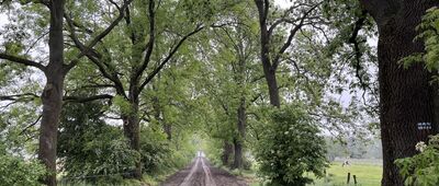 Świętno, ul. Łupicka ↔ Łupice