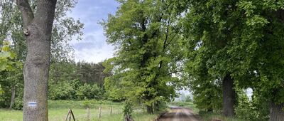 Świętno, ul. Łupicka ↔ Łupice