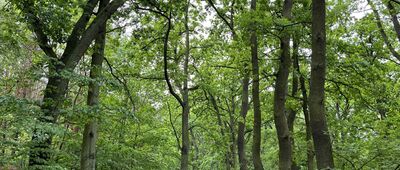 Międzychód, ul. Kwiatowa ↔ Kamionka