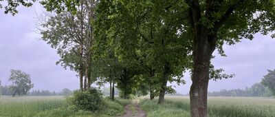 Jezioro Janukowo ↔ Kolno, młyn