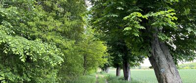 Sieraków, ul. Zarzeczna