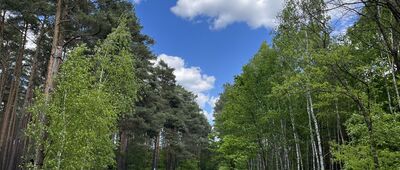 Rozejście szlaków ↔ Jezioro Niedziółka