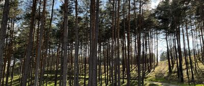 Rozejście szlaków ↔ Bucharzewo, stary cmentarz ewangelicki