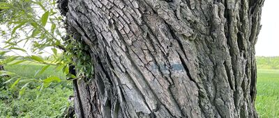 Dębe ↔ Rozejście szlaków