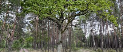 Rozejście szlaków ↔ Romanowo Dolne