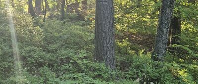 Rozejście szlaków czerwony / czarny ↔ Rozejście szlaków