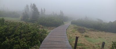 Torfowiska subalpejskie