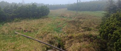 Torfowiska subalpejskie