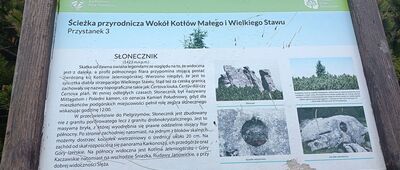 Słonecznik