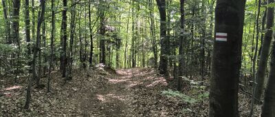 Pod Jamną, skrzyżowanie szlaków ↔ Pod Jamną, skrzyżowanie szlaków