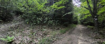 Pod Jamną, skrzyżowanie szlaków [Krzyżówka szlaków]