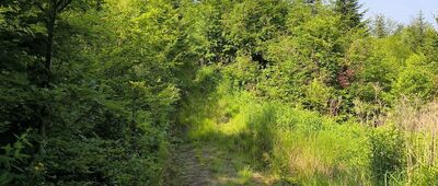 Jastrzębia Góra ↔ Potoczówka [Istna dżungla bez mapy marne szanse]